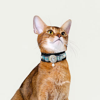 Velvet Choker Collar for Cats