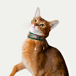 Velvet Choker Collar for Cats